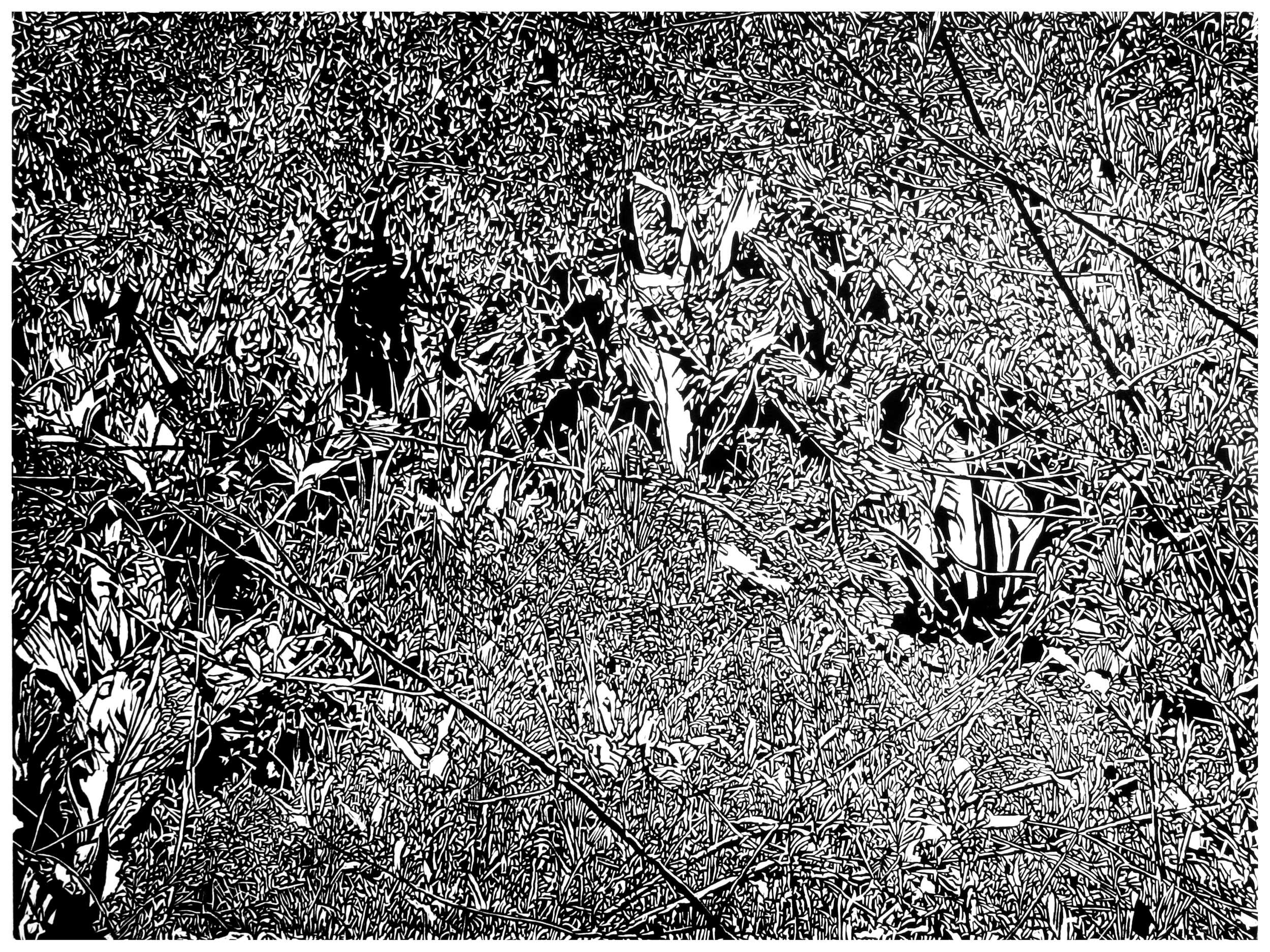 Underbrush 8, a black and white linoleum block
print of the forest undergrowth of Northwest Washington State by artist Nicholas Brown.