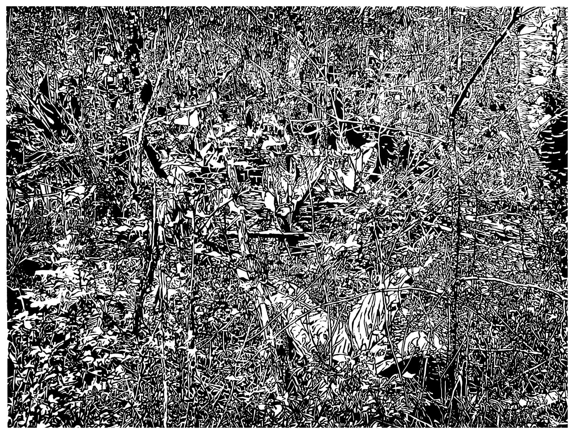 Underbrush 9, a black and white linoleum block
print of the forest undergrowth of Northwest Washington State by artist Nicholas Brown.