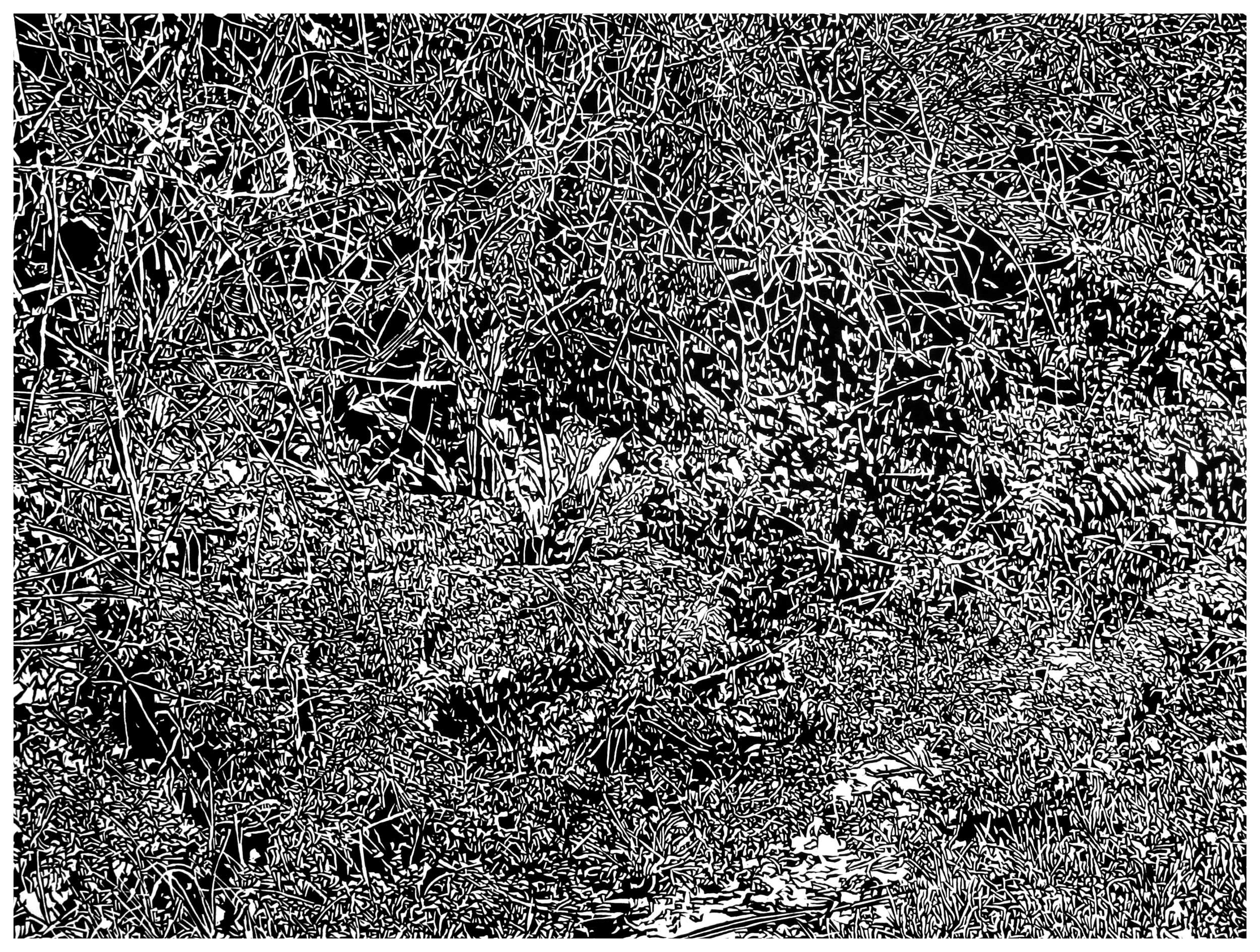 Underbrush 11, a black and white linoleum block
print of the forest undergrowth of Northwest Washington State by artist Nicholas Brown.