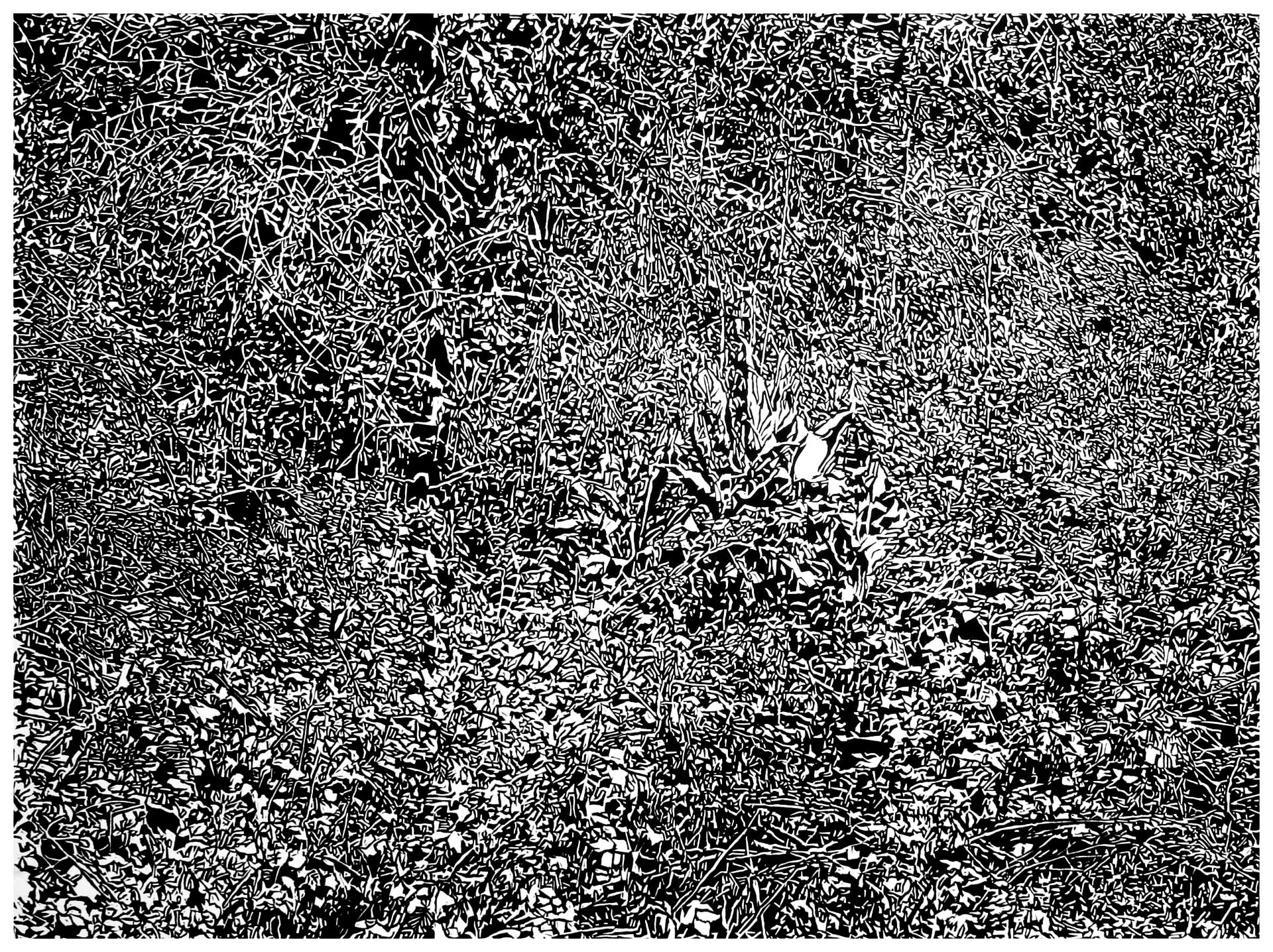 Underbrush 12, a black and white linoleum block
print of the forest undergrowth of Northwest Washington State by artist Nicholas Brown.
