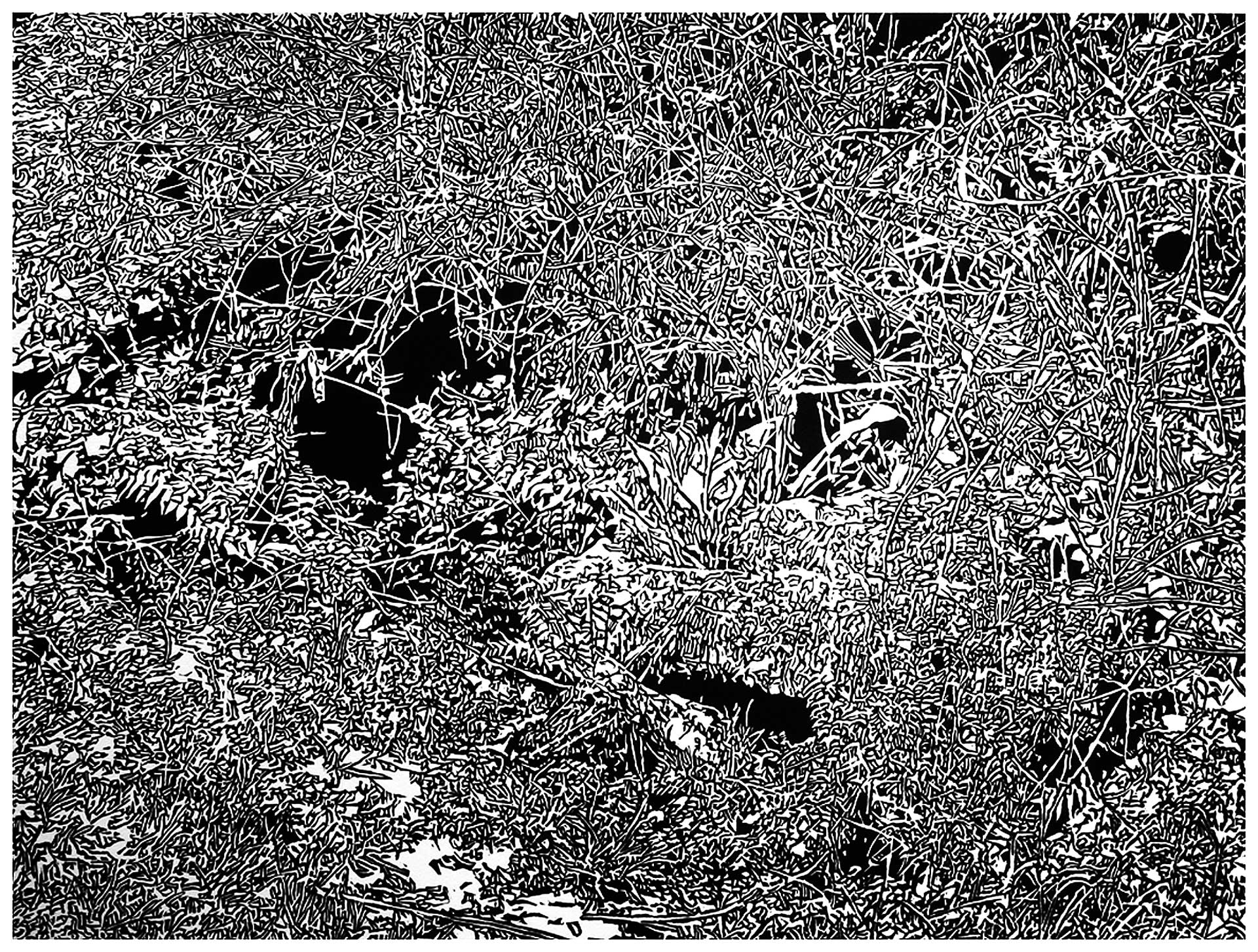 Underbrush 13, a black and white linoleum block
print of the forest undergrowth of Northwest Washington State by artist Nicholas Brown.