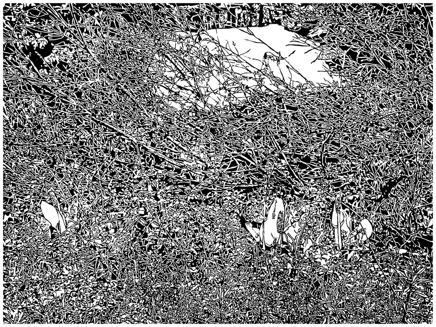 Underbrush 15, a black and white linoleum block
print of the forest undergrowth of Northwest Washington State by artist Nicholas Brown.