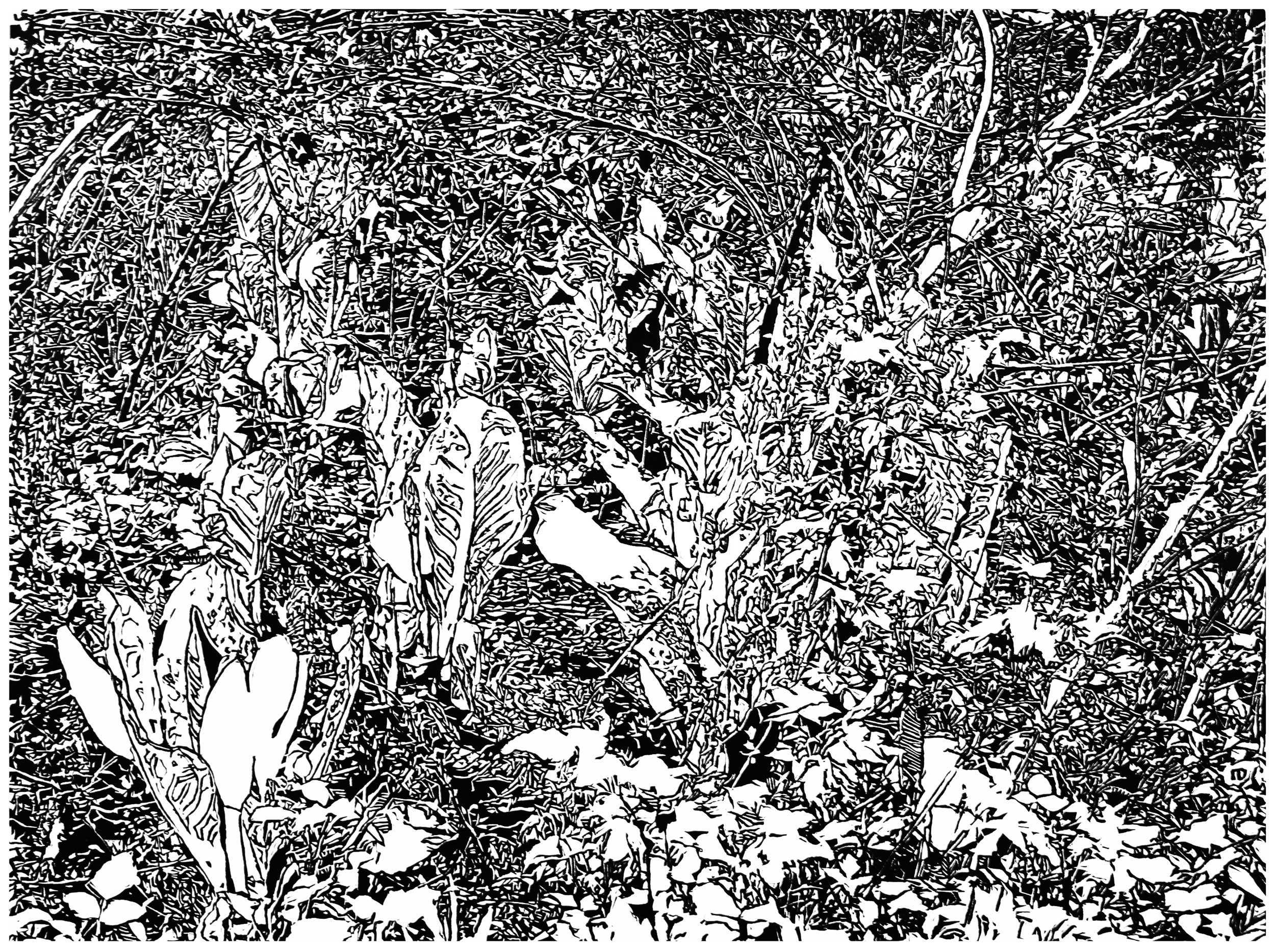 Underbrush 17, a black and white linoleum block
print of the forest undergrowth of Northwest Washington State by artist Nicholas Brown.