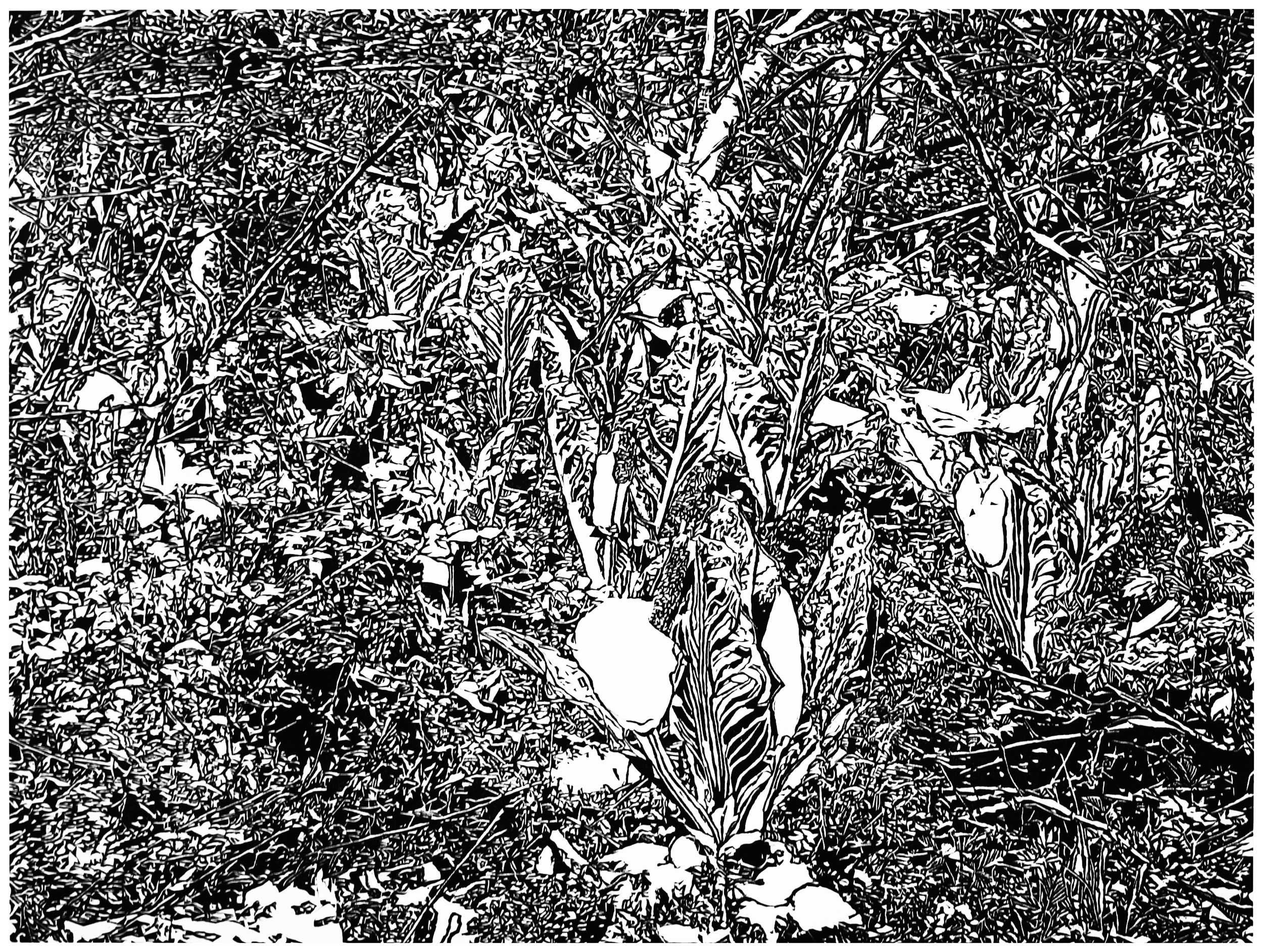 Underbrush 18, a black and white linoleum block
print of the forest undergrowth of Northwest Washington State by artist Nicholas Brown.